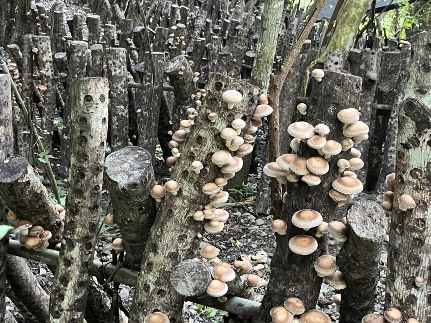 椴木香菇-6