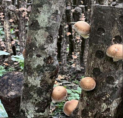 椴木香菇-5